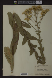 Solidago rigida image