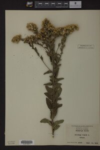 Image Associated With the Occurrence