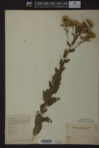 Solidago rigida image