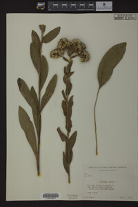 Solidago rigida image