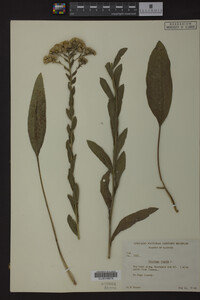 Solidago rigida image