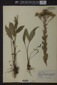 Solidago rigida image