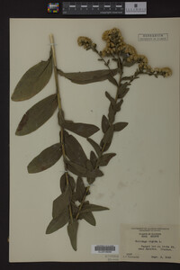 Solidago rigida image