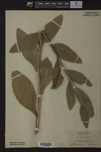 Solidago rigida image