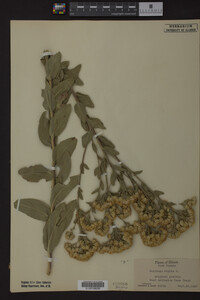 Solidago rigida image