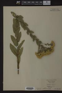 Solidago rigida image
