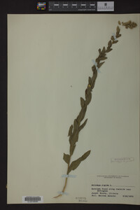Solidago rigida image