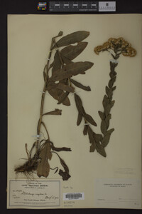 Solidago rigida image