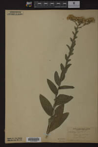 Solidago rigida image
