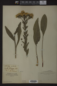 Solidago rigida image