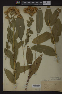 Solidago rigida image