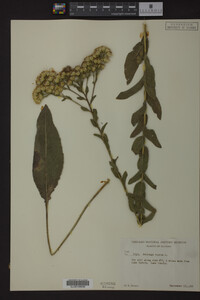Solidago rigida image