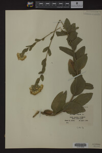 Image Associated With the Occurrence