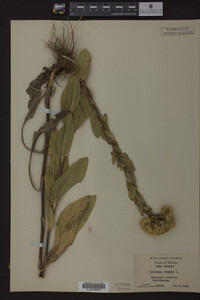 Solidago rigida image
