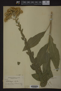 Solidago rigida image