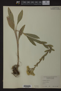 Solidago rigida image