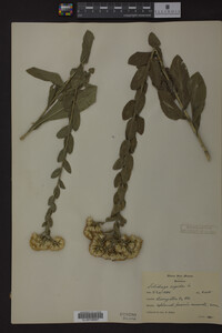 Solidago rigida image