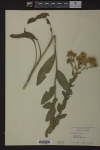 Solidago rigida image