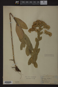 Solidago rigida image