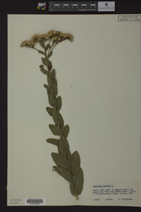 Solidago rigida image