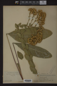 Solidago rigida image
