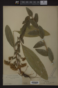Solidago rigida image