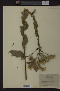 Solidago rigida image
