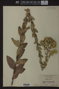 Solidago rigida image
