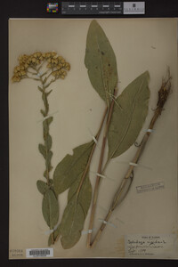 Solidago rigida image