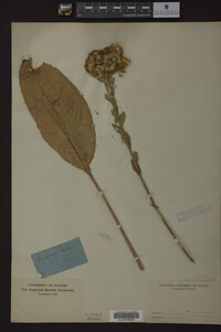 Solidago rigida image