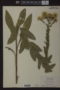 Solidago rigida image