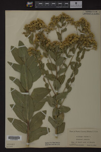 Image Associated With the Occurrence