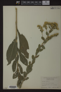 Solidago rigida image