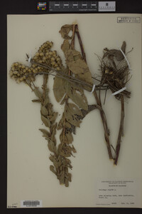 Solidago rigida image