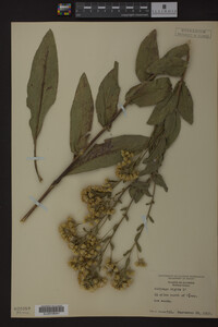 Solidago rigida image