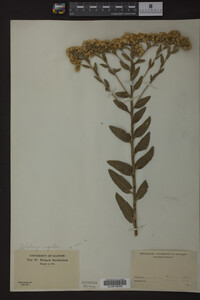 Solidago rigida image