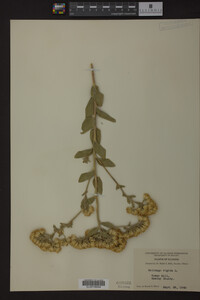 Solidago rigida image