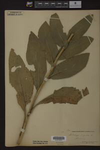 Solidago rigida image