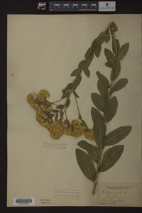 Solidago rigida image