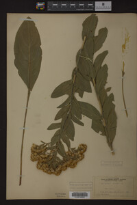 Solidago rigida image