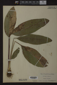 Solidago rigida image