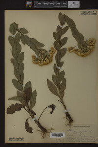 Solidago rigida image