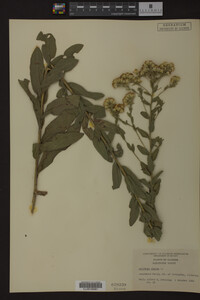 Solidago rigida image