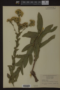 Solidago rigida image