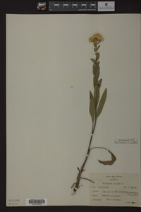 Image Associated With the Occurrence