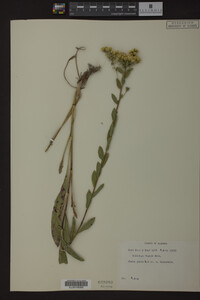 Solidago rigida image