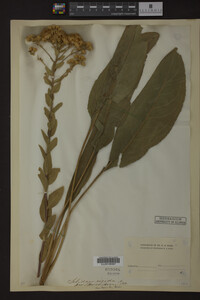 Solidago rigida image