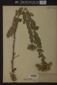 Image Associated With the Occurrence