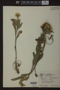 Solidago rigida image