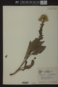 Image Associated With the Occurrence